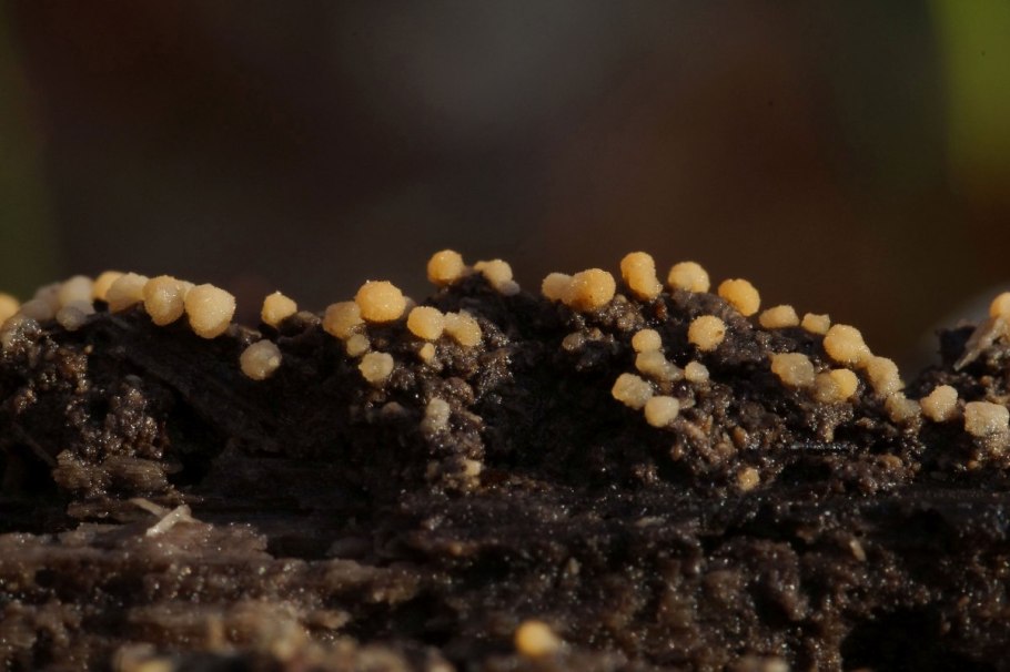 Грибы в почвенной среде