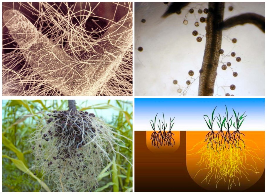 Метаморфозы корней микориза