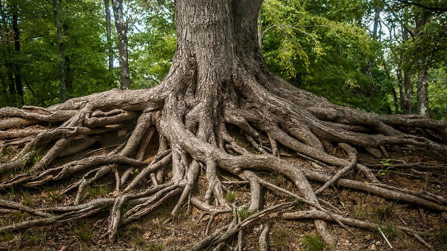 Корни дерева