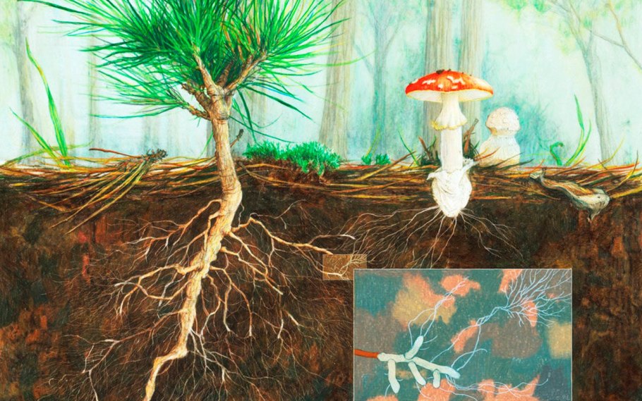 Микориза грибокорень