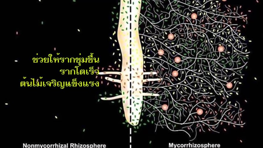 Микориза Эджис