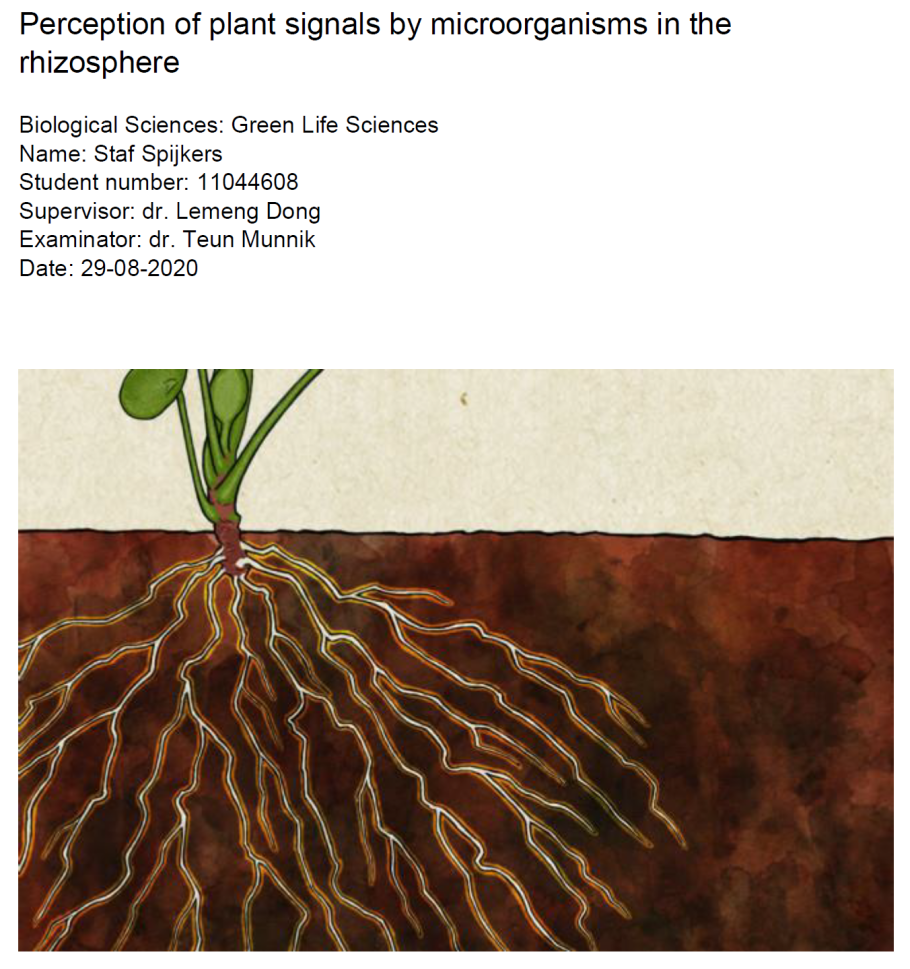 Ризосферный эффект