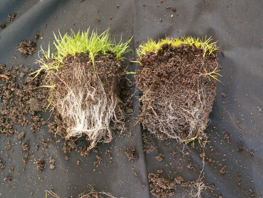 Микориза на корнях