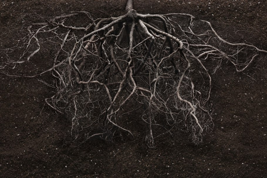 Корни в почве