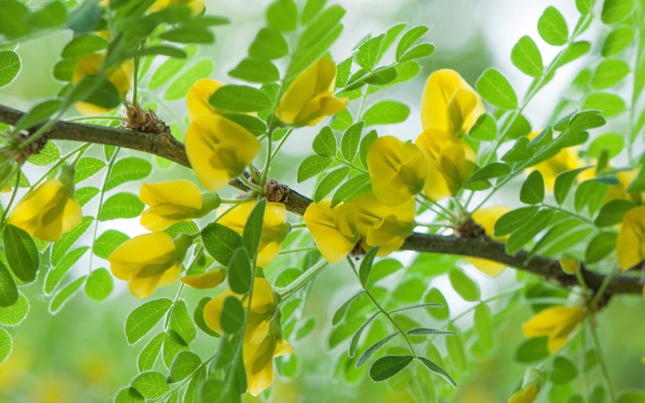 Карагана карликовая полутень