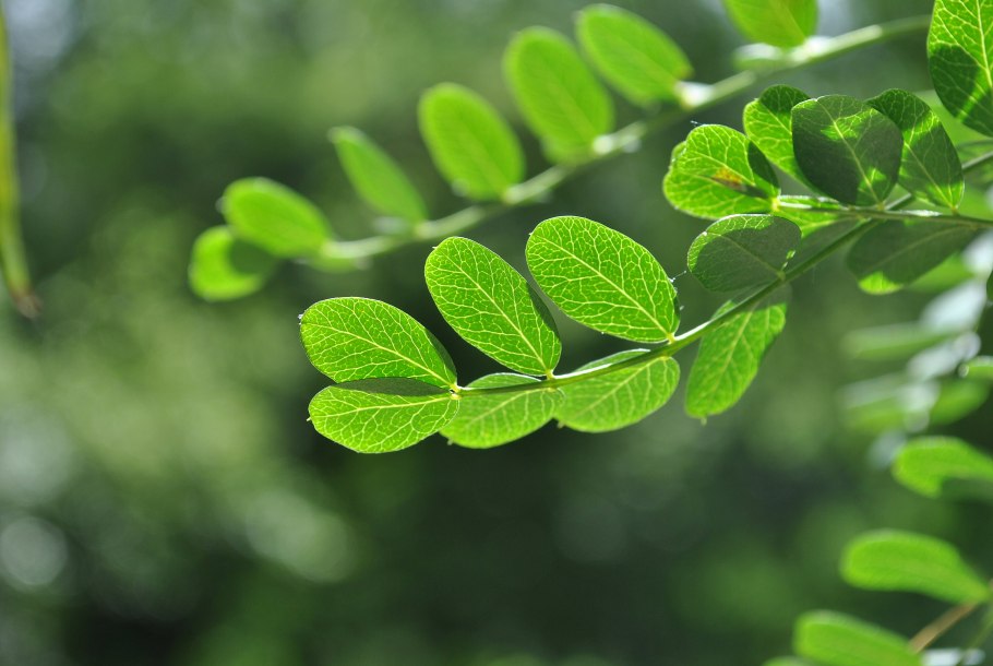 Карагана маньчжурская