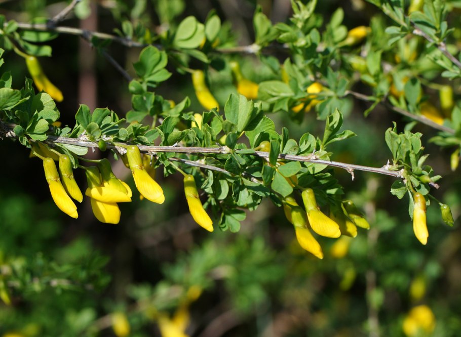 Карагана мелколистная