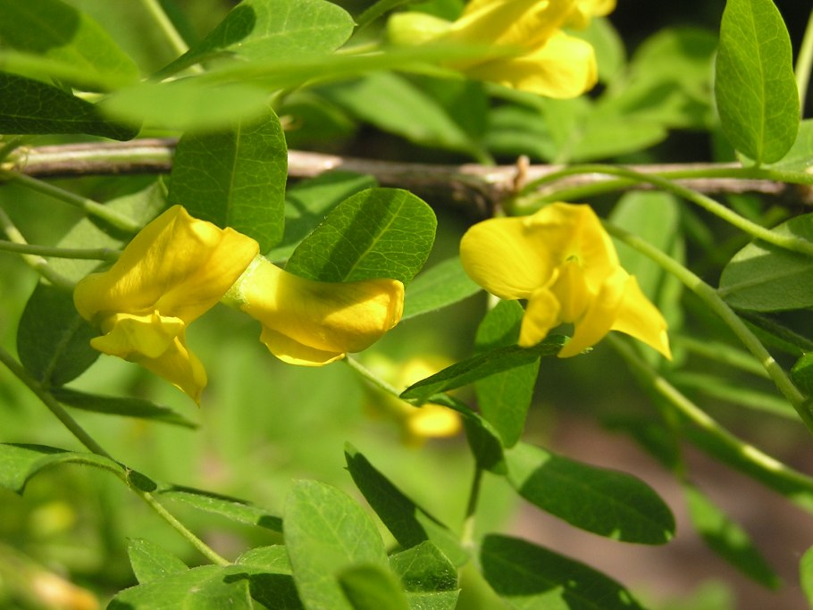 4. Карагана древовидная