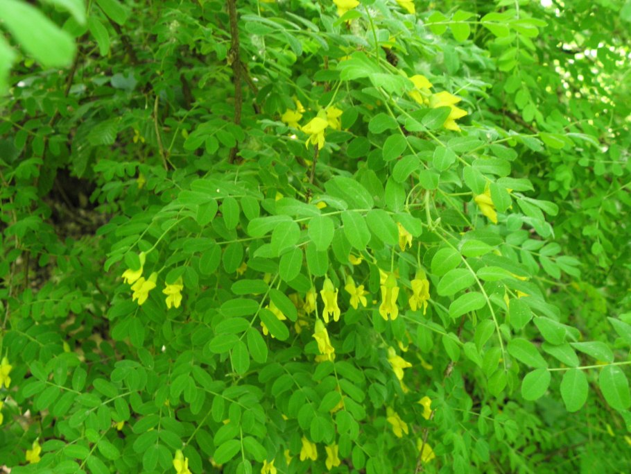 Caragana stenophylla