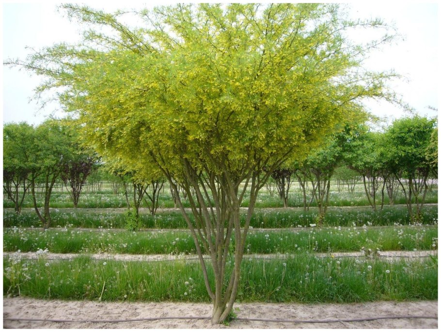 Caragana stenophylla