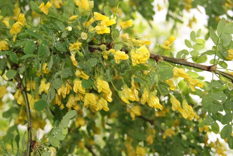 Акация подалириелистная (Acacia podalyriifolia)