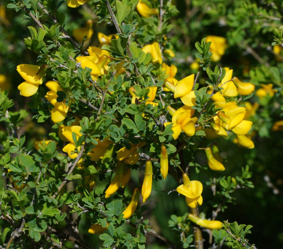 Карагана карликовая Плантариум