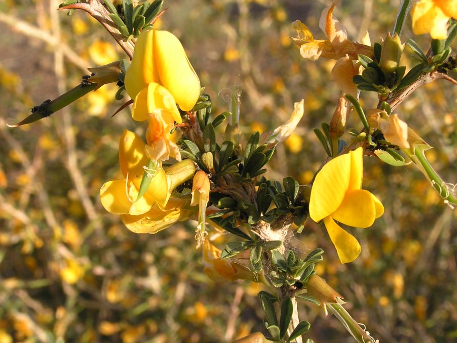 Карагана древовидная (Caragana arborescens)
