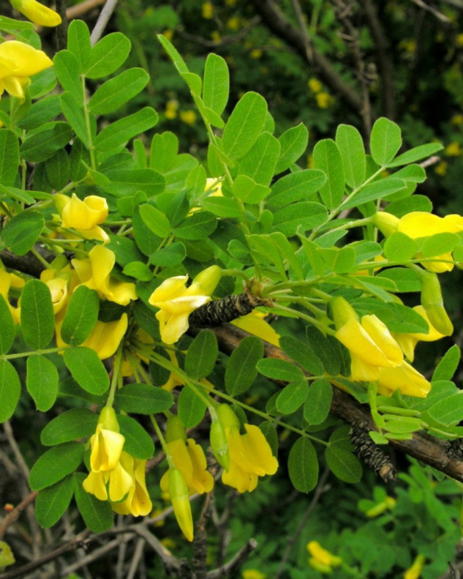 Карагана мелколистная