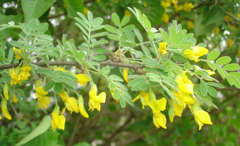 Карагана мелколистная