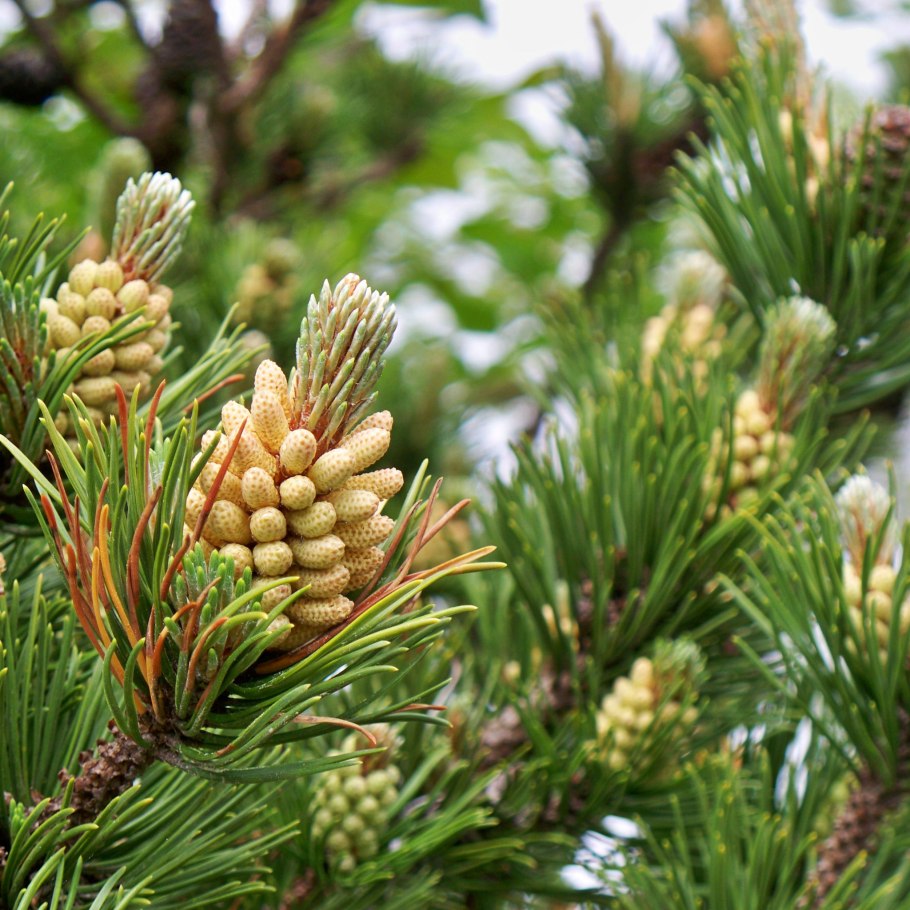 Ель сосна кедр хвоя