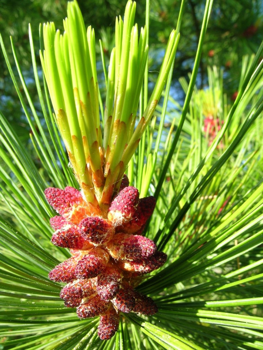 Сосна густоцветковая шишки