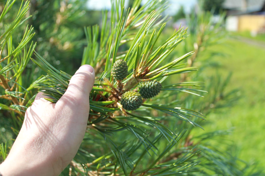 Хвойник Пинус