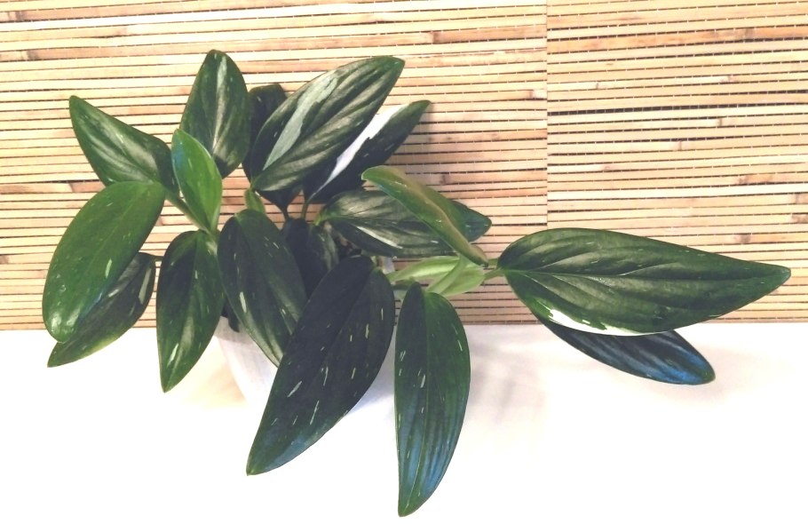 Филодендрон Кобра белая