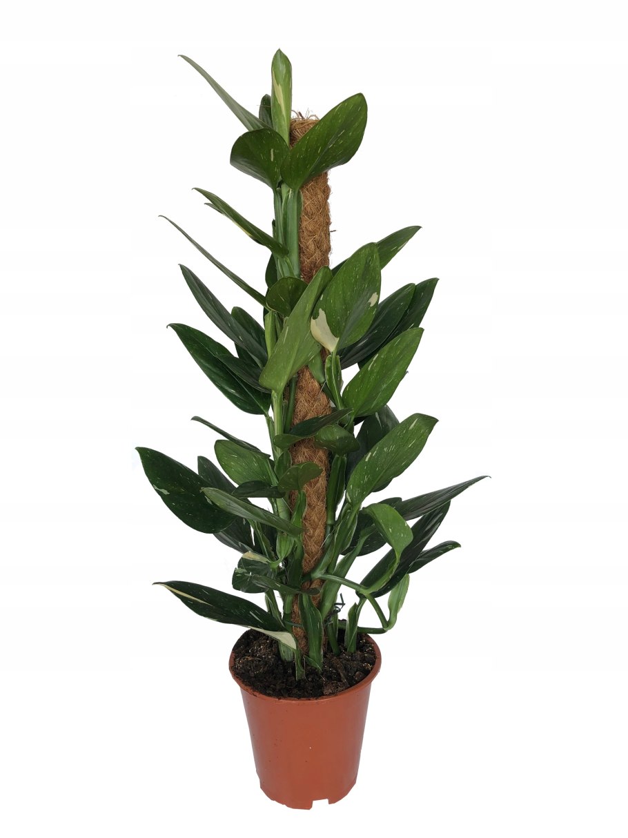 Филодендрон Кобра вариегатная