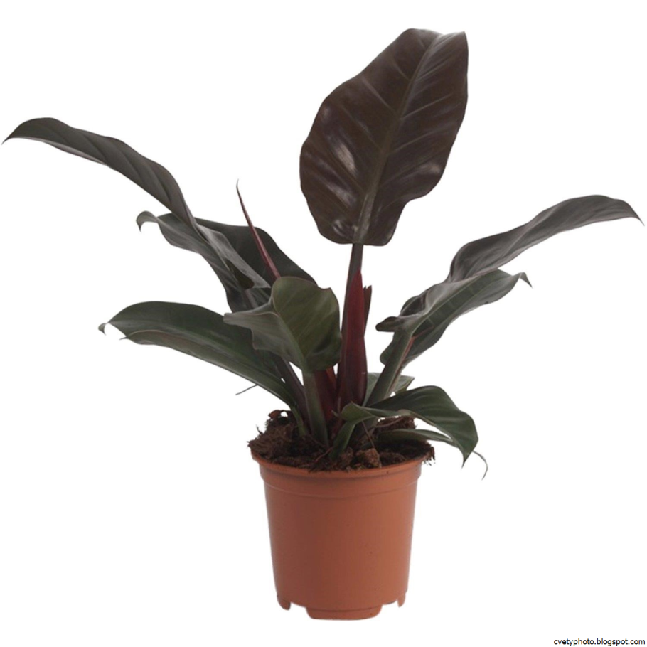 Филодендрон Кобра моссток