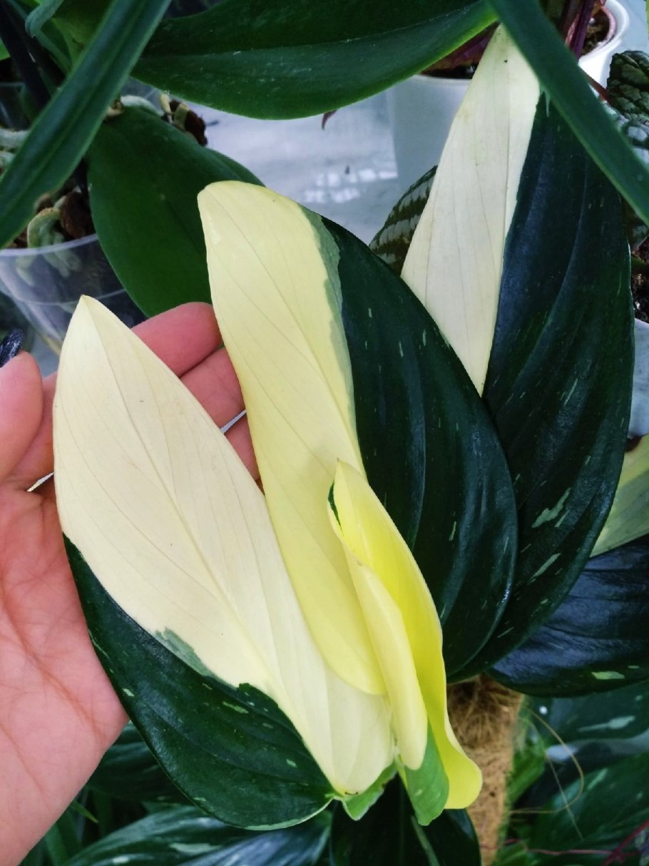 Филодендрон Кобра желтая