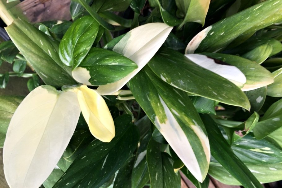 Филодендрон Кобра желтая