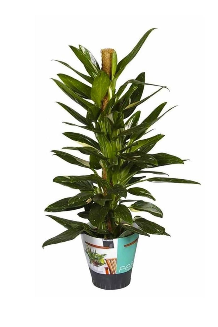 Филодендрон guttiferum