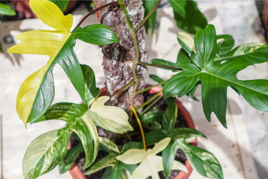 Филодендрон Блэк Кардинал