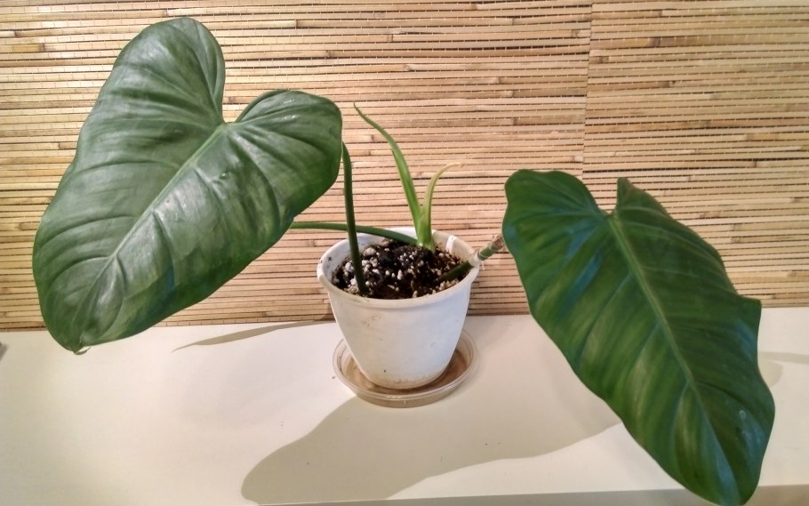 Филодендрон джоепи