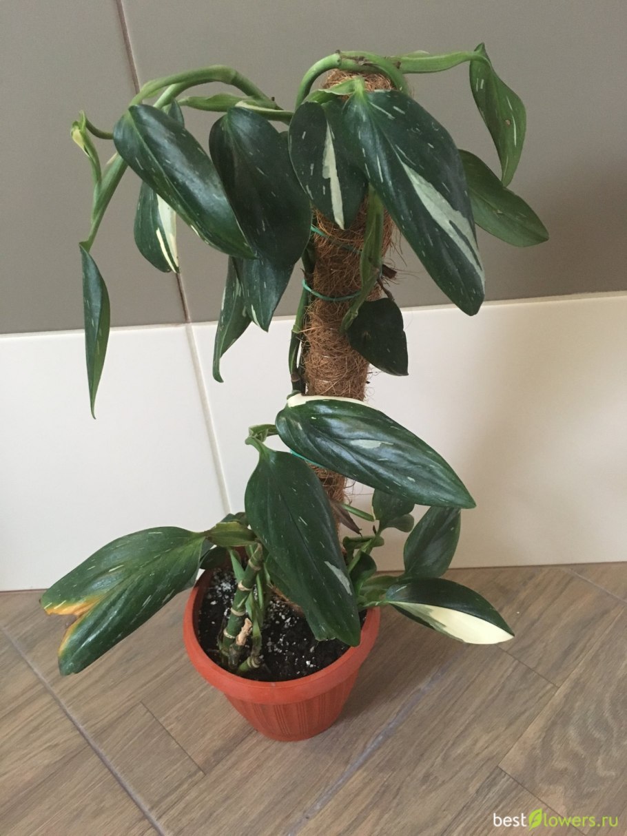 Филодендрон Кобра белая