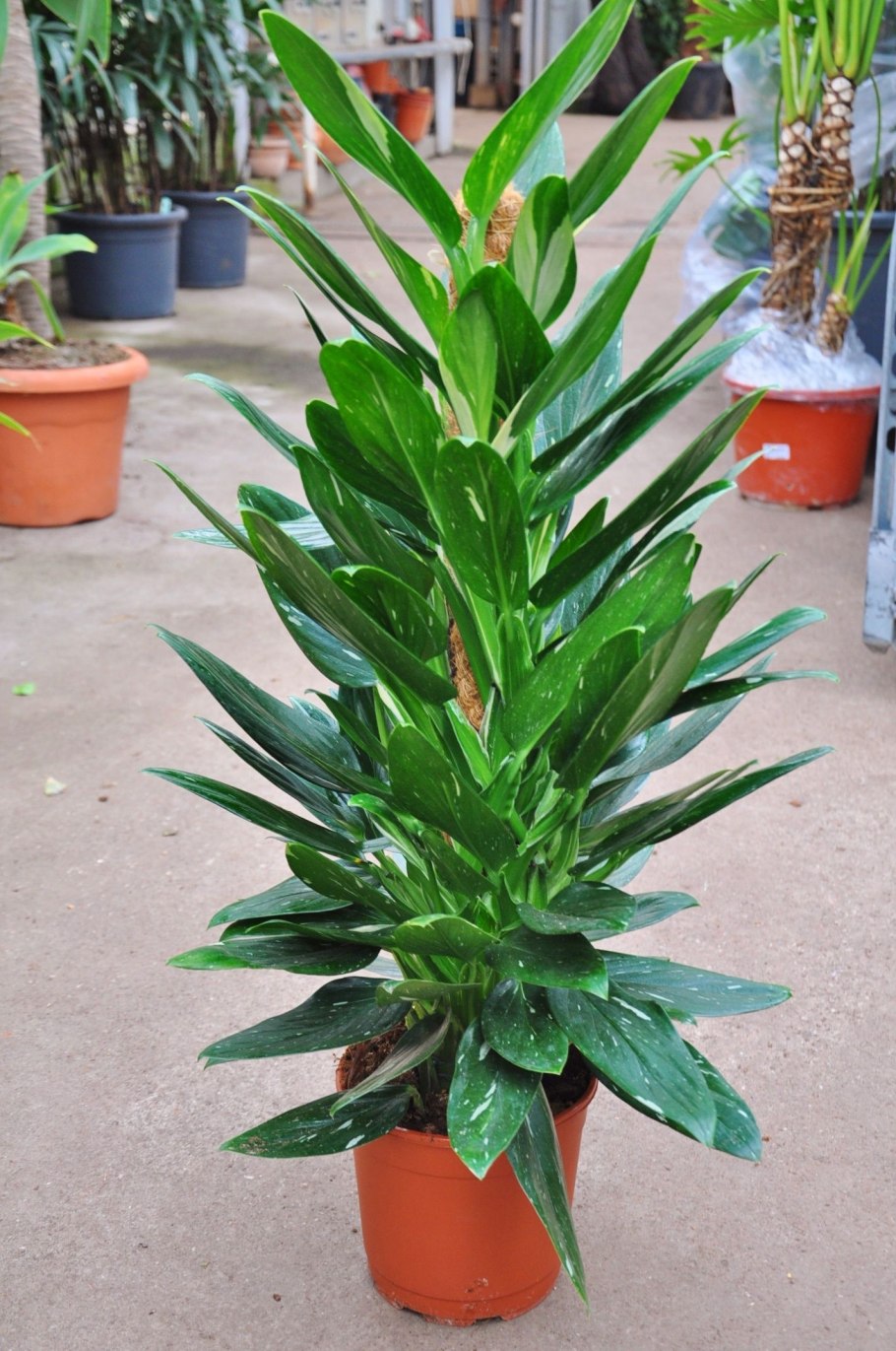 Филодендрон верикоссум