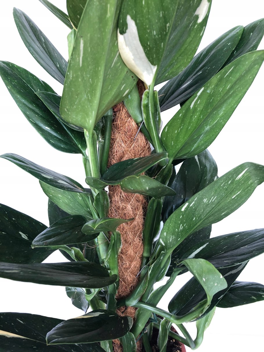 Филодендрон мандаианум