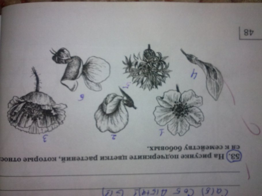 Диаграмма цветка разных семейств таблица