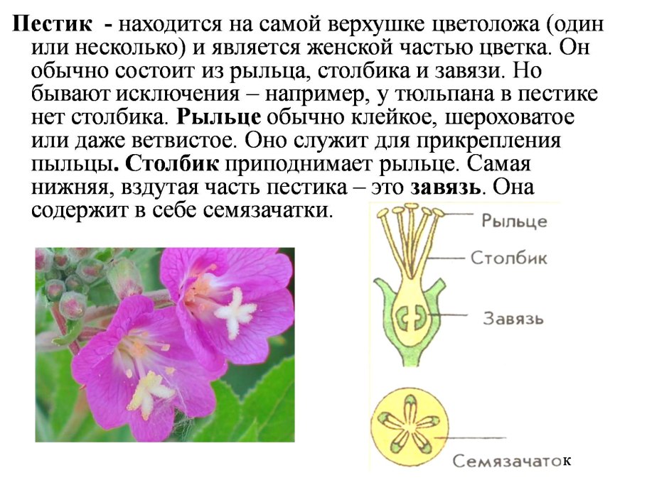 Гинецей губоцветных