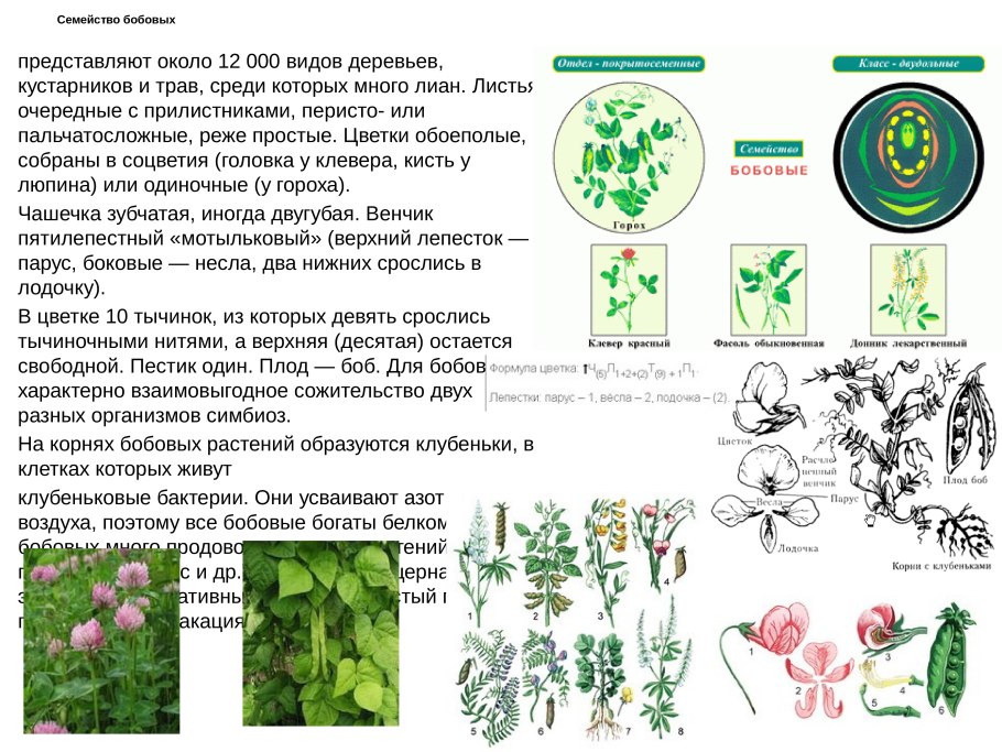Ботаника программа Школьная