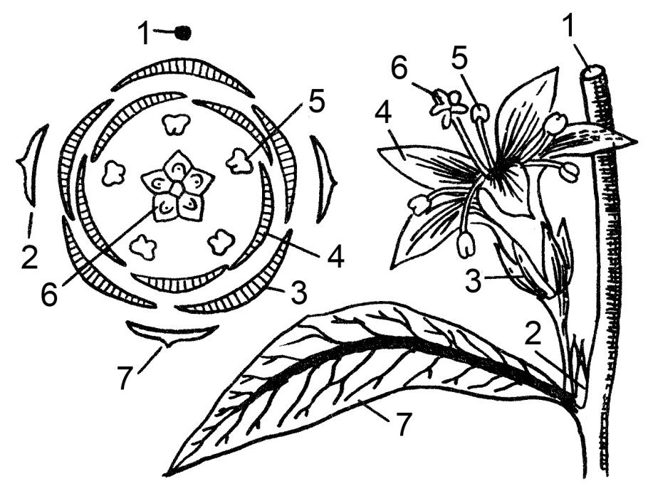 Vicia Faba l плод