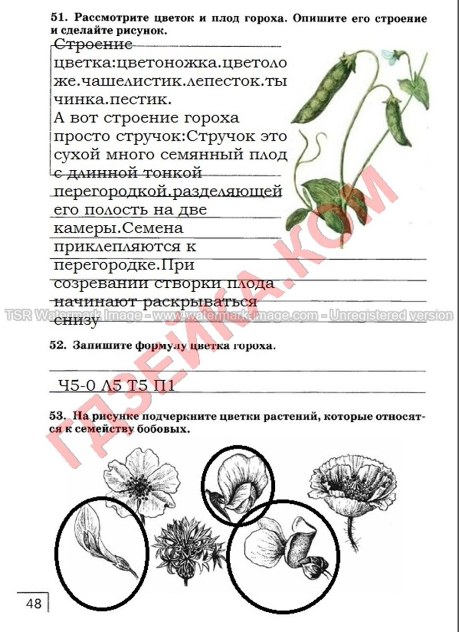 Стальник полевой Фармакогнозия