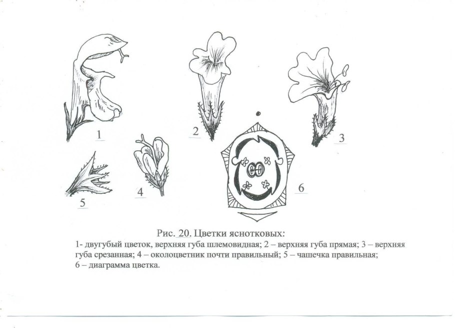 Строение завязи пестика