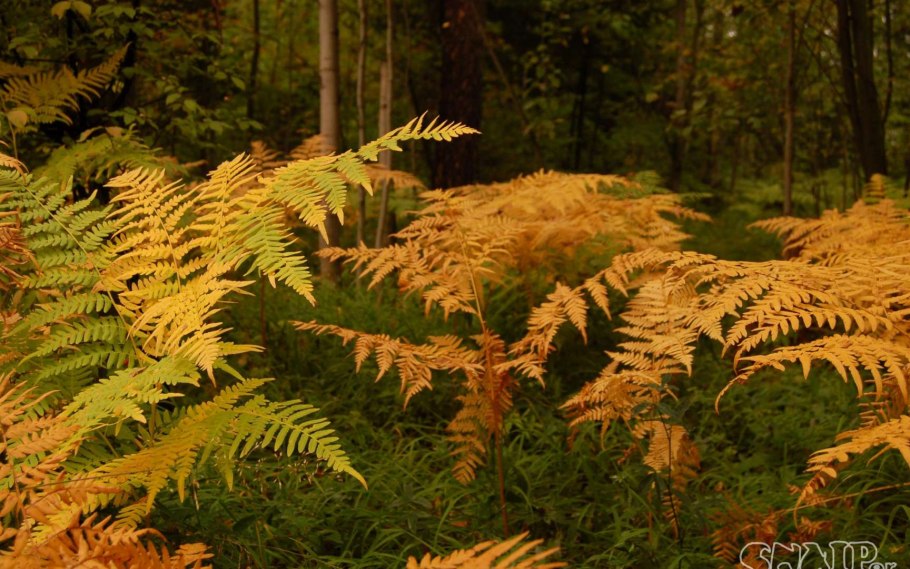 Папоротник осень