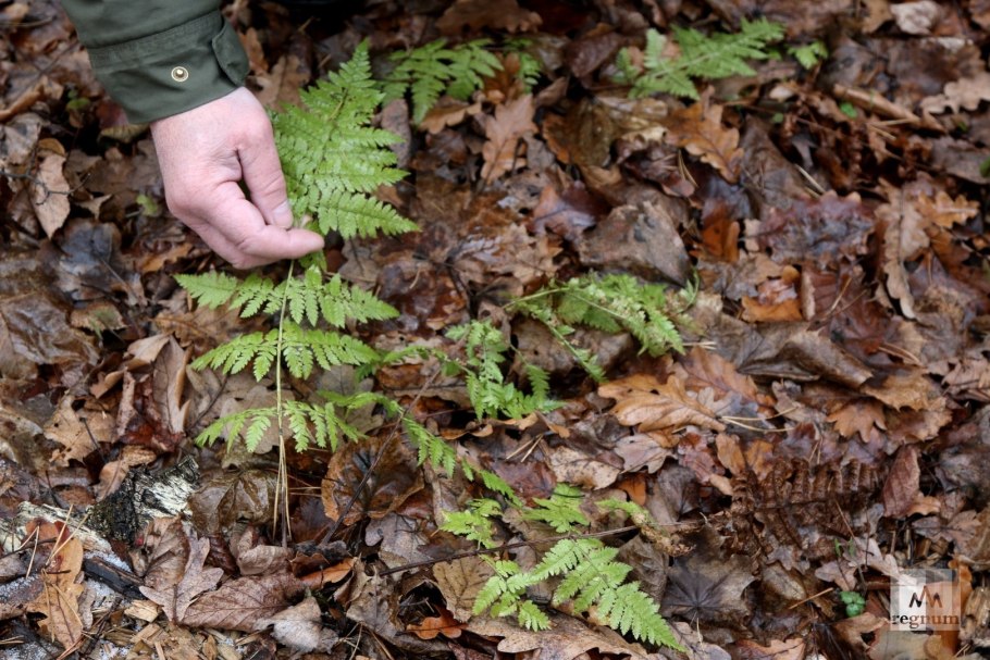 Где цветет папоротник Backstage