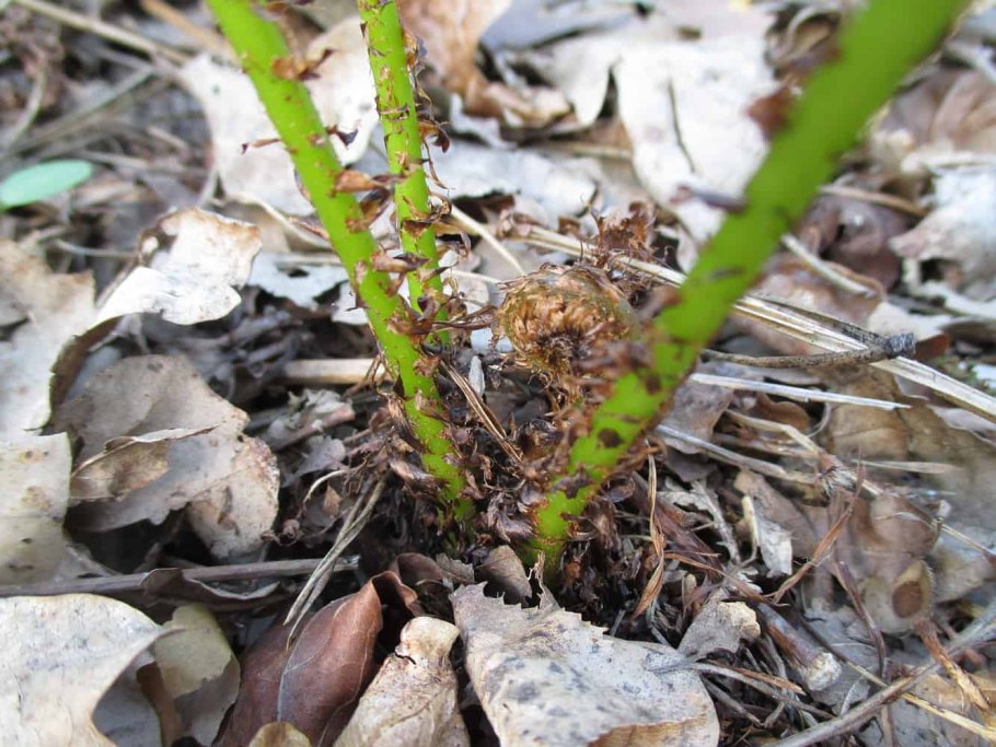 Папоротник в лесу Мурманская область