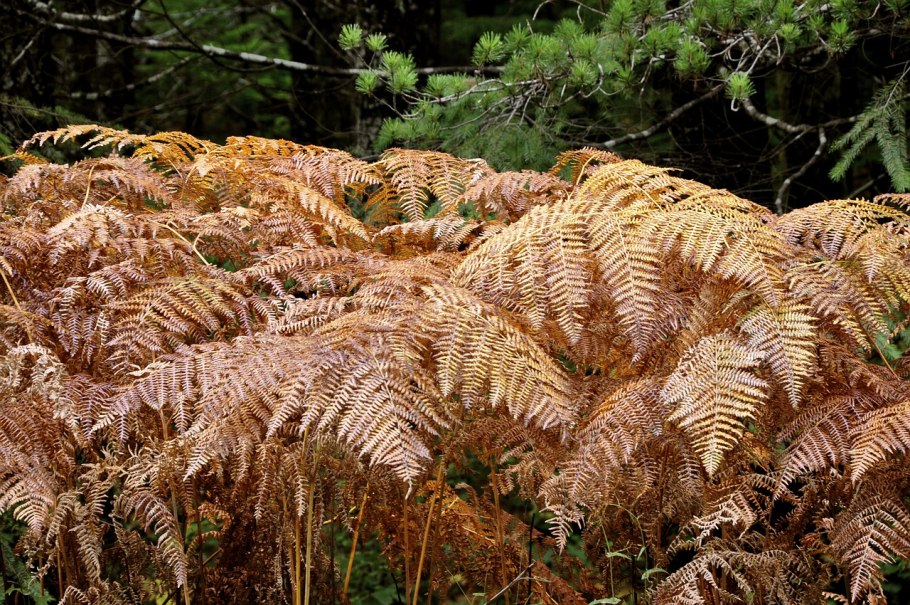 Папоротник осень