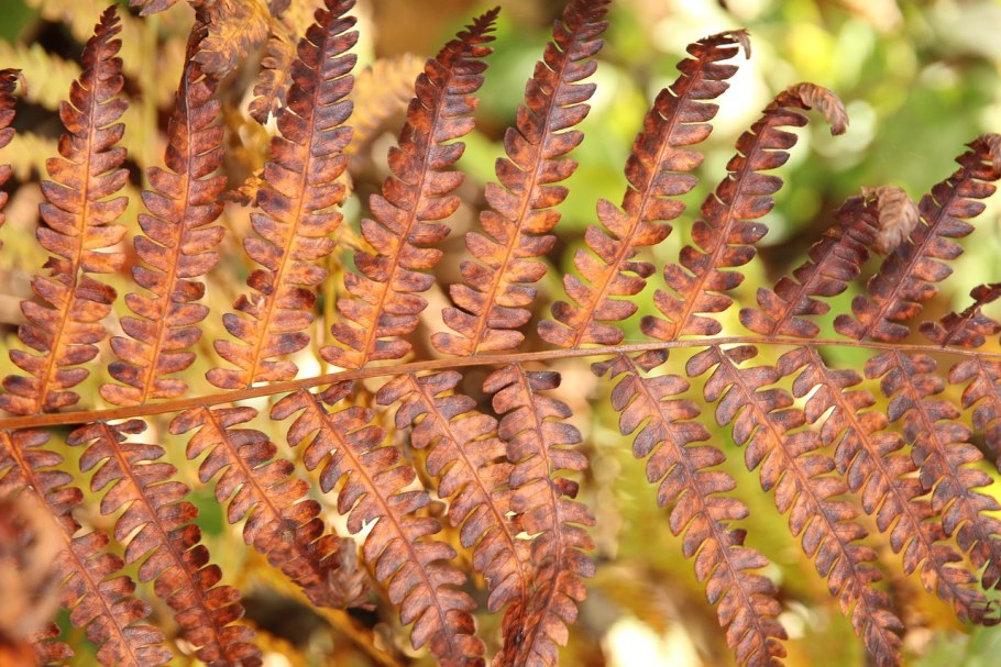 Папоротник орляк осенью