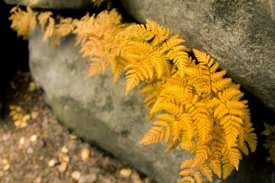 Осенние листья папоротника