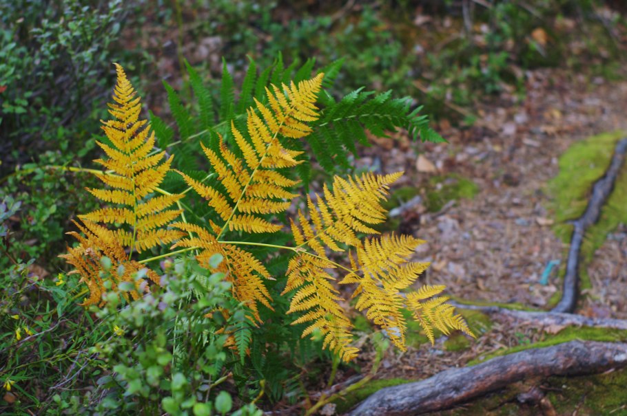 Полиподиопсиды папоротники