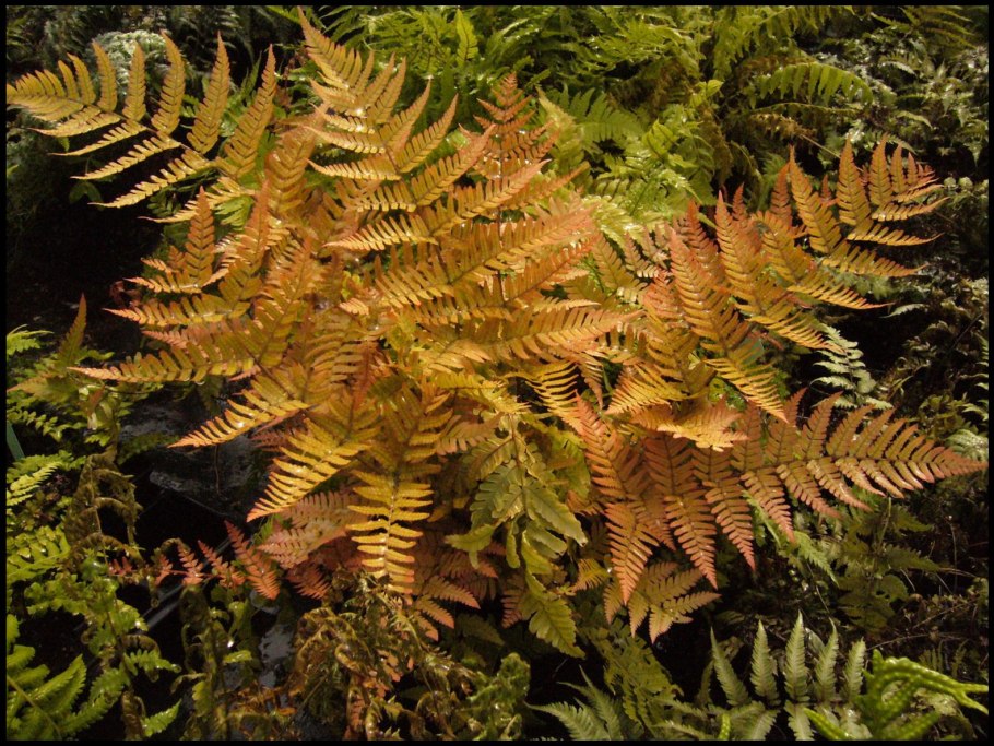 Щитовник dryopteris erythrosora