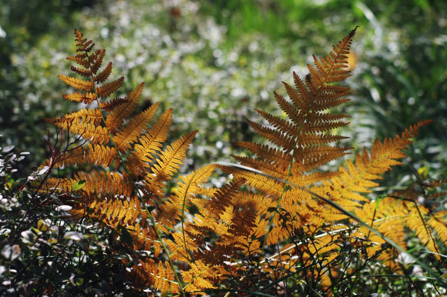 Оранжевый папоротник фото