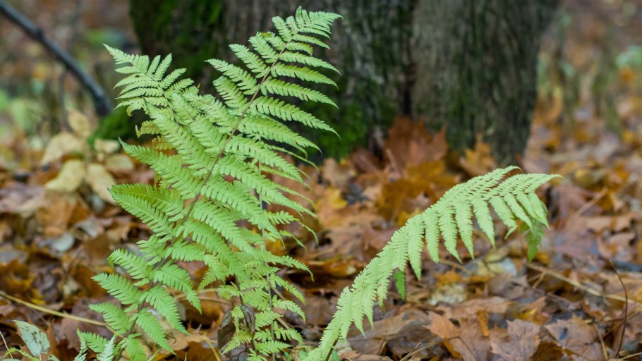 Папоротник фото Лесной