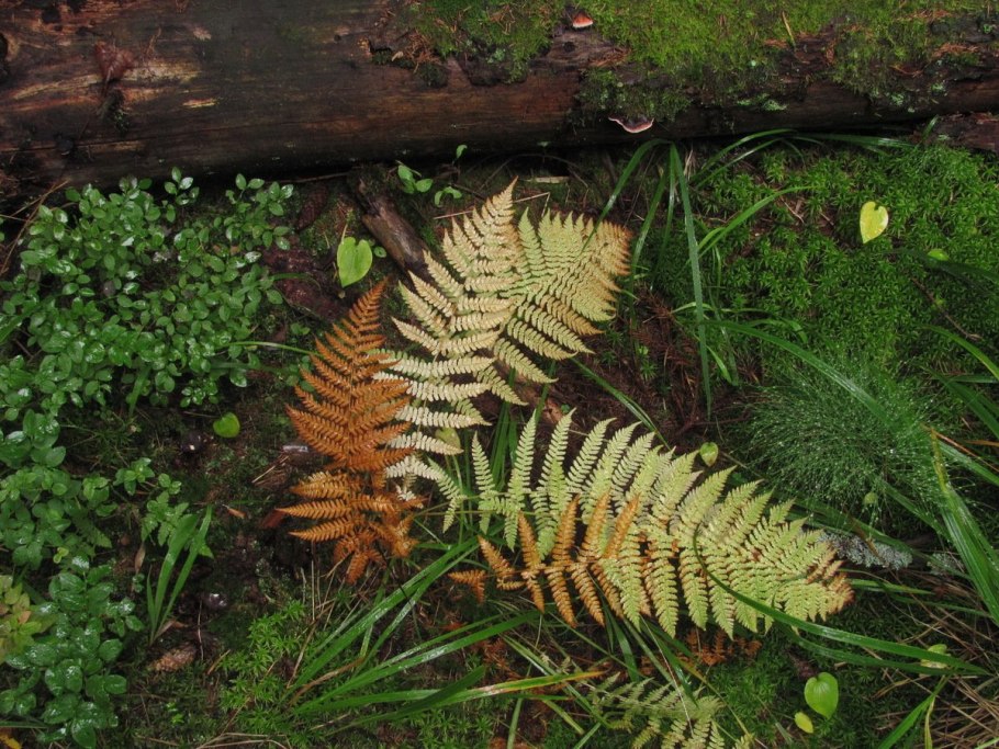 Tiger Fern New Type папоротник